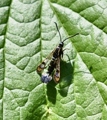 Synanthedon tipuliformis