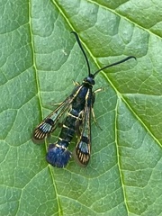 Synanthedon tipuliformis