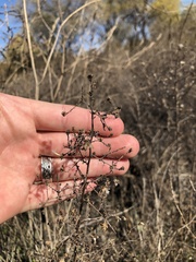 Stephanomeria exigua