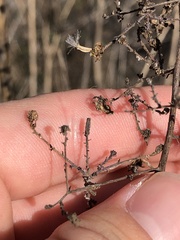 Stephanomeria exigua