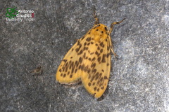 Miltochrista obsoleta