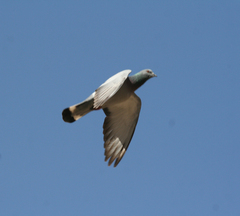 Columba rupestris