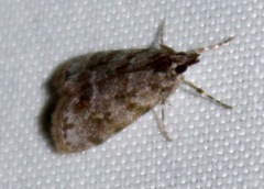 Scoparia basalis