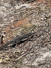 Varanus rosenbergi