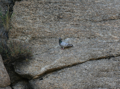 Columba rupestris
