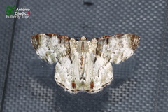 Pachyodes subtritus