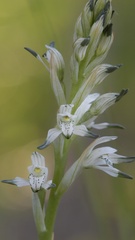 Chloraea