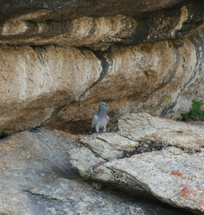 Columba rupestris
