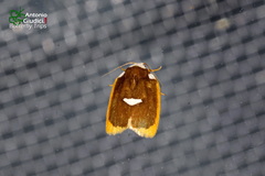 Lobobasis niveimaculata
