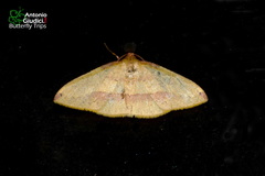 Heterolocha coccinea