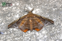 Episparis tortuosalis