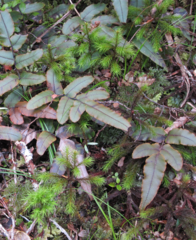 Dendroligotrichum tongariroense