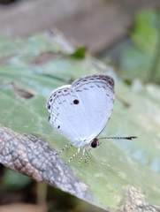 Neopithecops zalmora zalmora