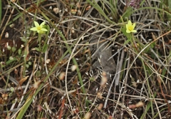 Centaurium maritimum