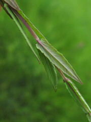 Scutellaria regeliana