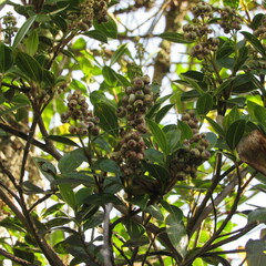 Miconia ligustrina