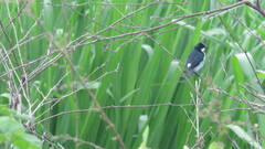 Sporophila lineola