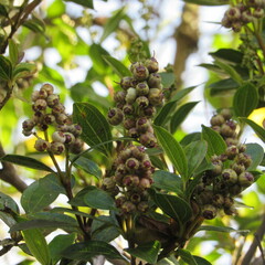 Miconia ligustrina