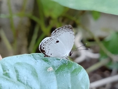 Neopithecops zalmora zalmora