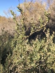 Atriplex