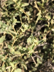 Atriplex