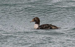 Somateria spectabilis