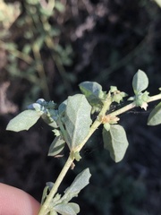 Atriplex