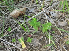 Scutellaria strigillosa