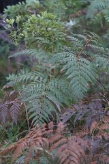 Pteridium esculentum