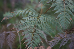 Pteridium esculentum