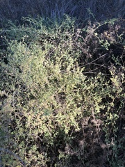 Atriplex