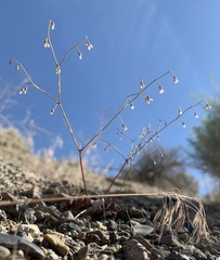 Eriogonum nutans glabratum
