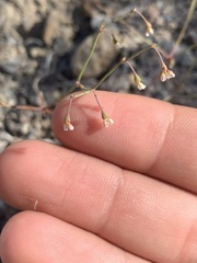 Eriogonum nutans glabratum