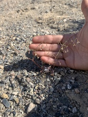 Eriogonum nutans glabratum