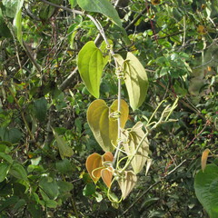 Smilax tomentosa