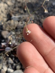Eriogonum nutans glabratum