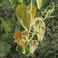 Smilax tomentosa
