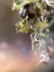 Tuckermanopsis chlorophylla