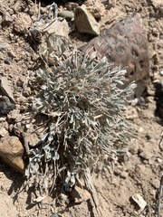 Astragalus calycosus