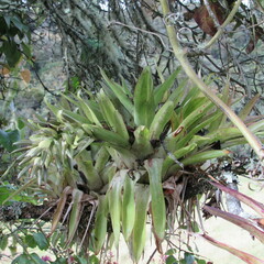 Tillandsia biflora