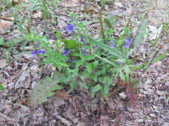 Scutellaria strigillosa