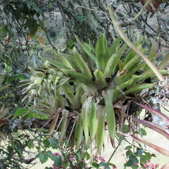 Tillandsia biflora