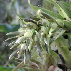 Tillandsia biflora