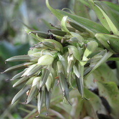 Tillandsia biflora