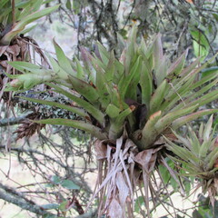 Tillandsia biflora