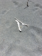 Charadrius bicinctus bicinctus