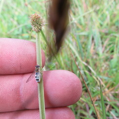 Entomophthora