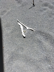 Charadrius bicinctus bicinctus