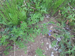 Scutellaria strigillosa