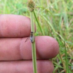 Entomophthora